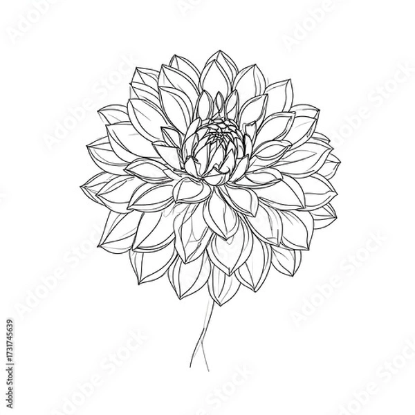 Fototapeta Line art drawing of a single, fully bloomed dahlia flower with a thin stem