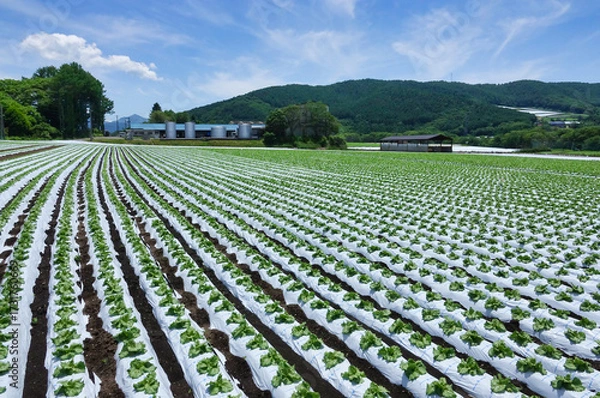 Obraz 信州菅平高原に広がる広大なレタス畑