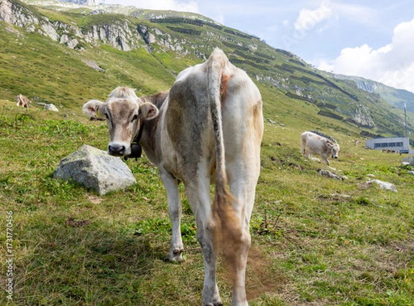 Fototapeta Portrait of a Swiss cow grazing in the mountains on a summer day.
