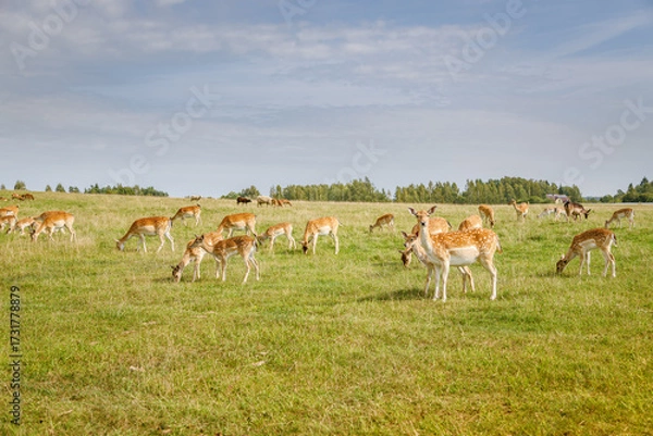 Fototapeta A large herd of fallow deer grazing peacefully in a sunlit green field