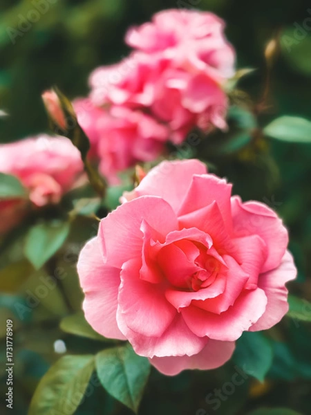 Fototapeta A beautiful and vibrant pink rose flower in full bloom with a soft green background