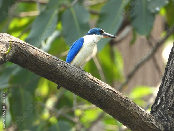 Obraz ナンヨウショウビン