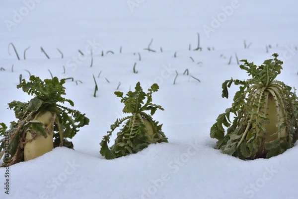 Obraz 雪の中の大根