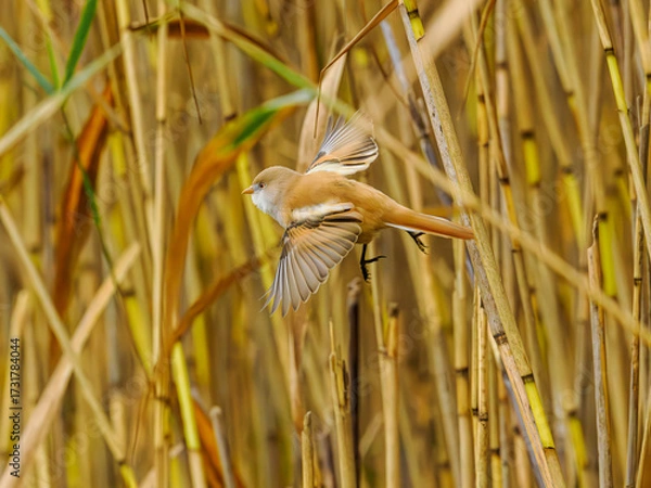 Fototapeta Bearded Reedling in flight over reeds, Hjälstaviken