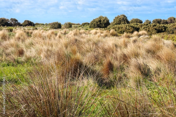 Obraz grasses in wetlands in bayside suburban Williamstown