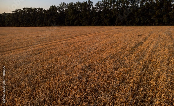 Fototapeta Morning view on ripe wheat field with green trees in golden light