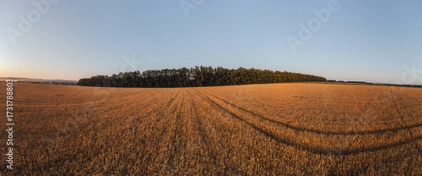 Fototapeta Wheat field panorama in golden tones with clear blue sky in summer