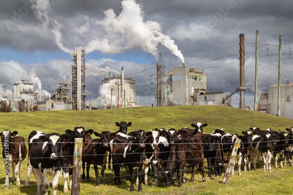 Fototapeta Curious cows in front of of Kinleith pulp and paper mill, New Zealand.  Two of NZ's primary industries - agriculture and forestry.