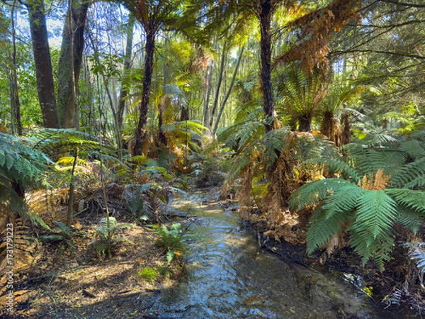 Fototapeta Trout spawning stream in native bush, Taupō area, New Zealand. Whangamata Stream at Kinloch.