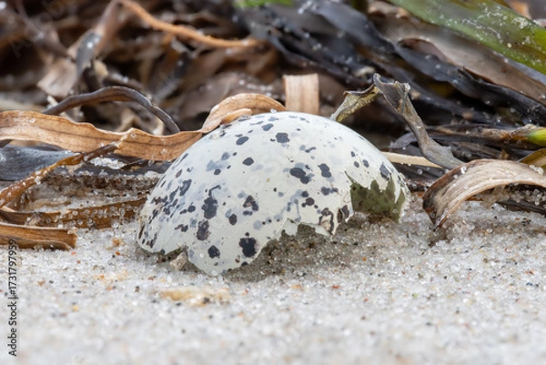 Fototapeta Close up of a broken seagull eggshell in the sand with seaweed.