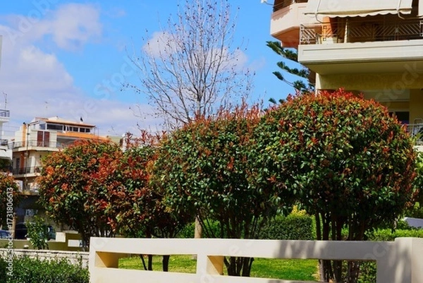 Obraz Photinia fraseri red robin trees with both red and green leaves in a garden in Athens, Greece