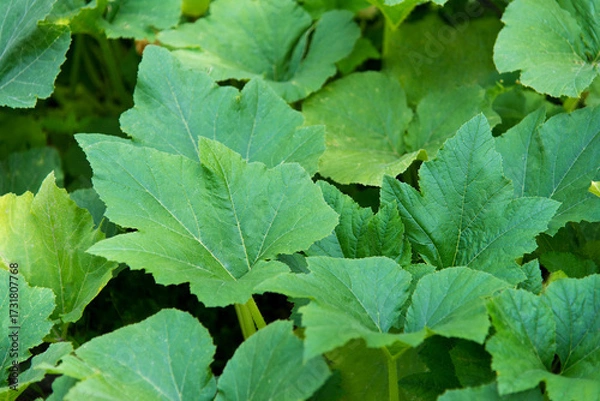 Fototapeta Green leaves background. Zucchini, pumpkin, squash leaf background. Abstract leaf texture, nature