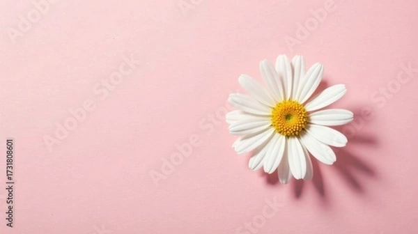 Fototapeta A single daisy blossom rests on a soft pink background, a delicate image perfect for springtime greetings or feminine designs.