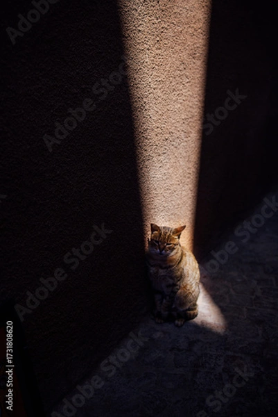 Fototapeta Ginger cat sitting in a narrow alley, illuminated by a beam of sunlight, creating a warm atmosphere with textured walls and cobblestone ground, showcasing feline serenity