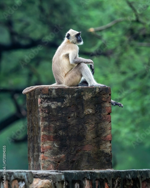 Fototapeta Northern plains gray langur or Hanuman langurs or indian langur or Semnopithecus monkey family on fort outdoor wall during jungle safari at ranthambore national park or tiger reserve rajasthan india