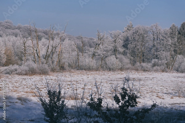 Obraz FROSTY WINETR - White hoarfrost on the tree and snow on the river valley
