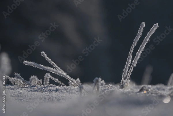 Obraz FROSTY WINETR - White hoarfrost on the plants and snow on the wild meadow
