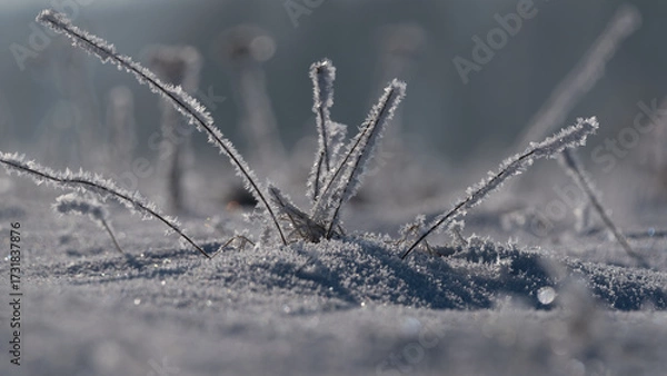 Obraz FROSTY WINETR - White hoarfrost on the plants and snow on the wild meadow
