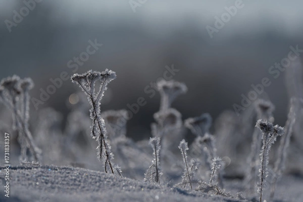 Obraz FROSTY WINETR - White hoarfrost on the plants and snow on the wild meadow

