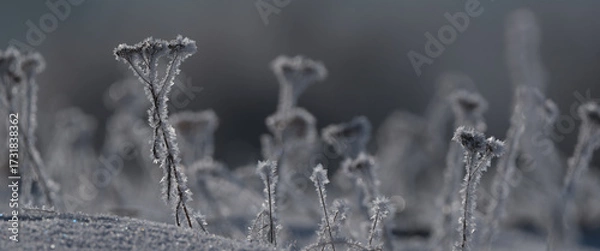 Obraz FROSTY WINETR - White hoarfrost on the plants and snow on the wild meadow
