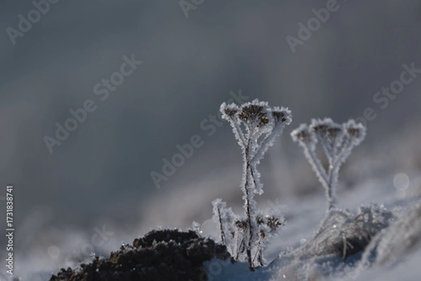 Obraz FROSTY WINETR - White hoarfrost on the plants and snow on the wild meadow
