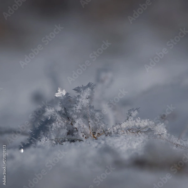Obraz FROSTY WINETR - White hoarfrost on the plants and snow on the wild meadow
