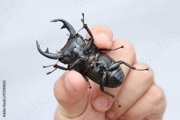 Obraz A stag beetle Dorcus Curvidens
