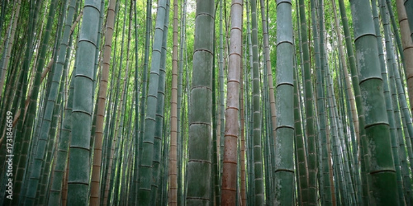 Fototapeta View of bamboo stick, in the middle of a bamboo forest  in Japan