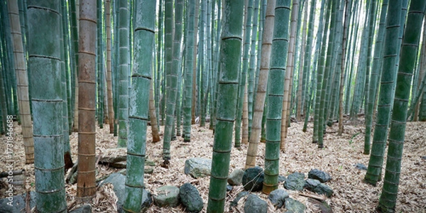 Fototapeta View of bamboo stick, in the middle of a bamboo forest  in Japan