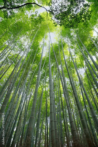 Fototapeta View of bamboo stick, in the middle of a bamboo forest  in Japan