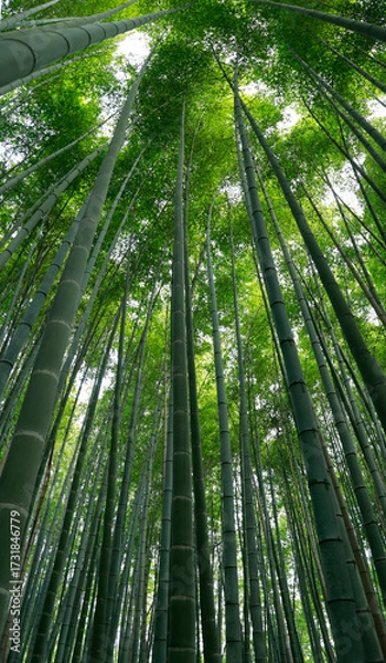 Fototapeta View of bamboo stick, in the middle of a bamboo forest  in Japan