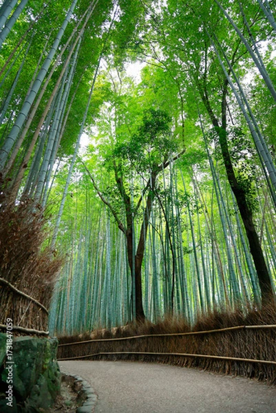 Fototapeta Path  in the middle of a bamboo forest  in Japan