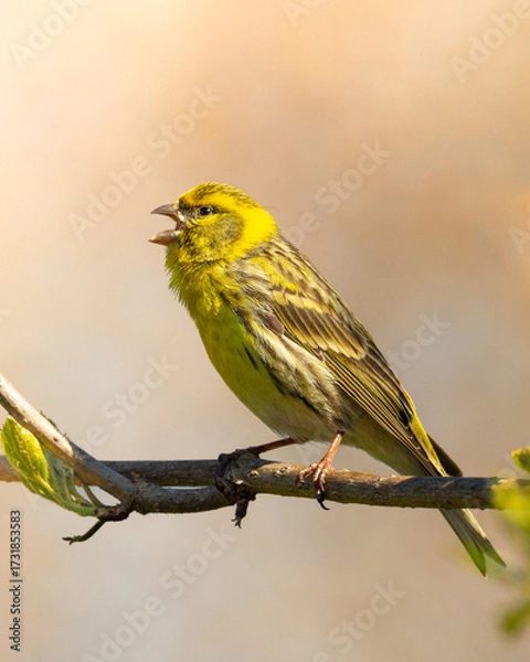 Obraz Bird European serin Serinus serinus perched on the tree, Poland Europe