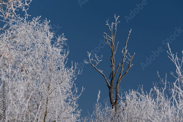 Obraz FROSTY WINTER - White hoarfrost on the trees 