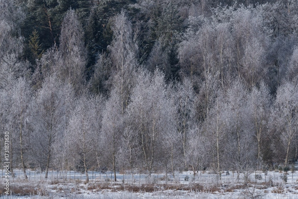 Obraz FROSTY WINETR - White hoarfrost on the tree and snow on the river valley