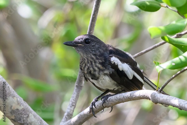 Obraz Oriental magpie robin