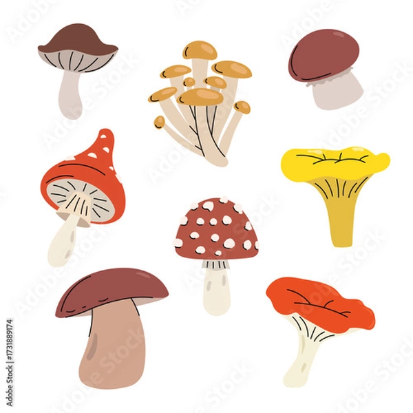 Obraz Sort of mushrooms in simple clean and minimalistic style. Autumn forest vegetables in flat design. Best for botanical, organic, food, and nature-related themes. Vector illustrations. 