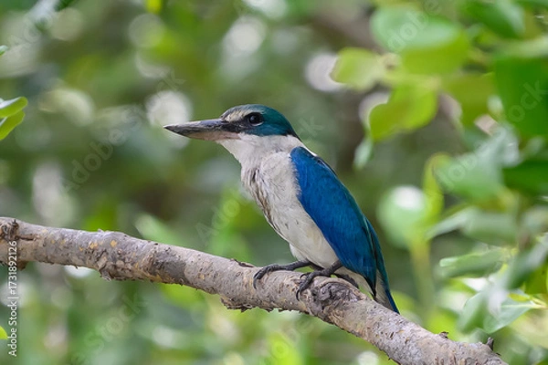 Obraz Collared Kingfisher on the branch