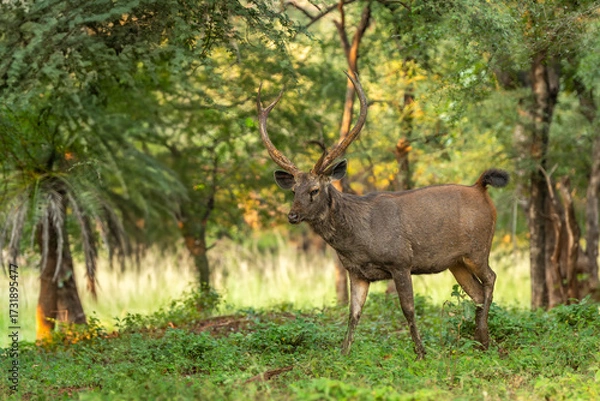 Fototapeta wild adult male Sambar deer or Rusa unicolor long antlers alert tail up sensing smelling threat in natural scenic green background in safari at ranthambore national park forest reserve rajasthan india