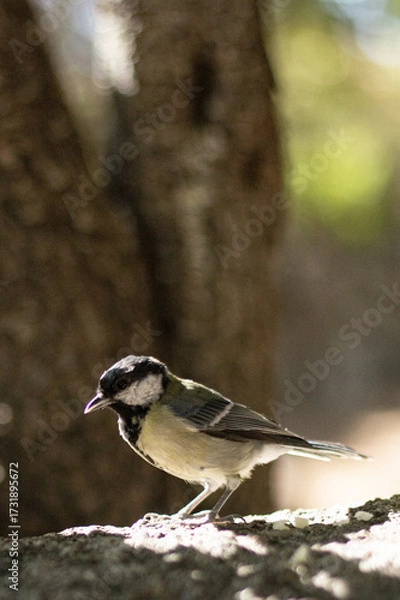 Obraz Mésange corse