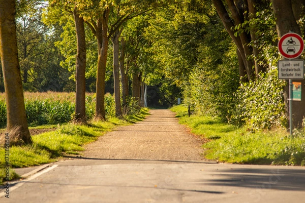 Obraz Allee mit Laubbäumen, Kreis Heinsberg