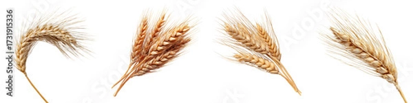 Fototapeta Wheat ears with detailed textures and natural colors on transparent background