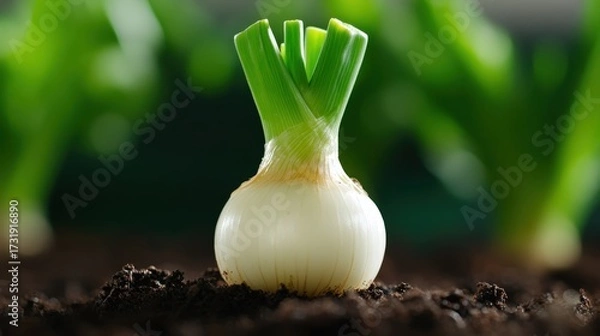 Fototapeta Onion sprouting in soil lush garden fresh produce natural environment close-up view growth concept