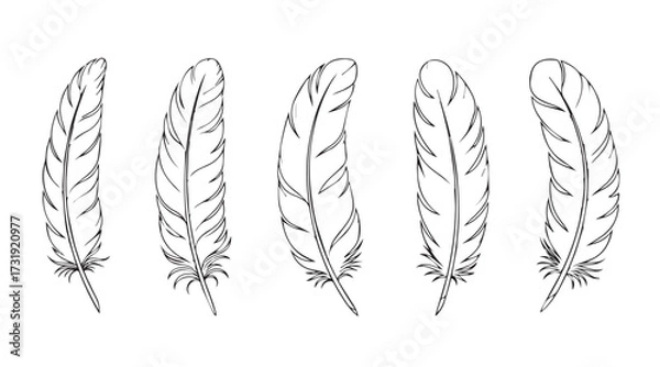 Fototapeta feather vector line art