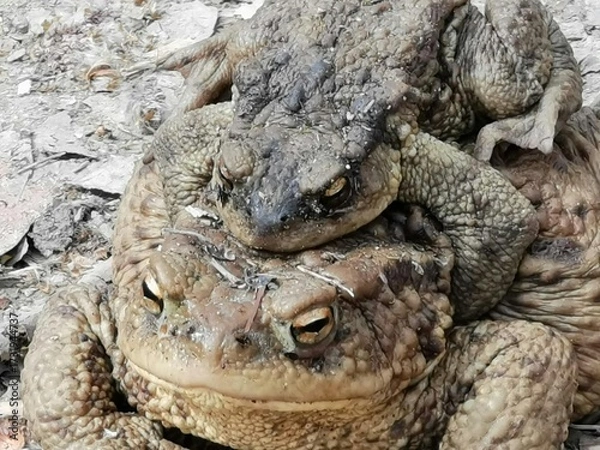 Fototapeta Mating frogs