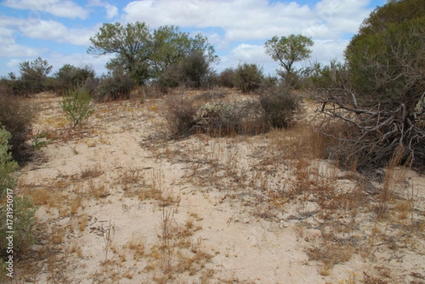 Fototapeta wild vegetation at hamelin pool at shark bay in western australia
