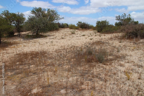 Fototapeta wild vegetation at hamelin pool at shark bay in western australia