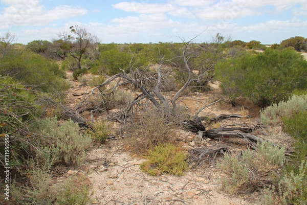 Fototapeta wild vegetation at hamelin pool at shark bay in western australia