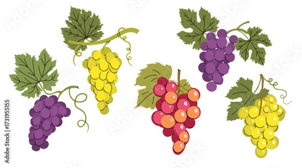 Obraz Simple colorful grapes with green leaves set. Flat modern minimalistic design collection. Best for Wine menu, farm markets etc. Vector illustrations isolated on white background.
