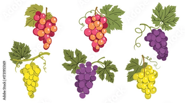 Obraz Simple colorful grapes with green leaves set. Flat modern minimalistic design collection. Best for Wine menu, farm markets etc. Vector illustrations isolated on white background.